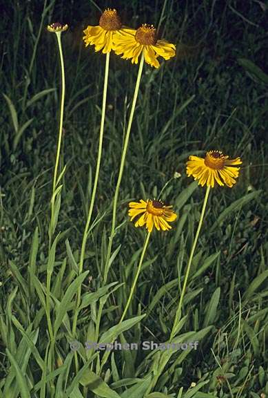 helenium bigelovii 1 graphic